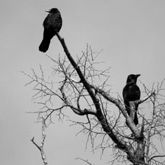 The roost of darkness