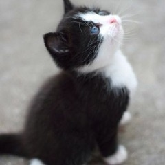 BlueEyedKitty
