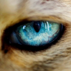 роман злобин