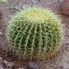 el