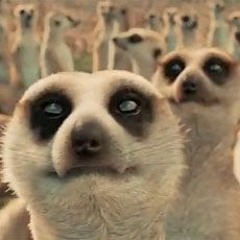 MeerKatMania