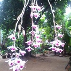 Dã Hạc