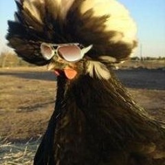AfroChicken