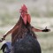 The Sexy Chicken