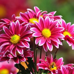 Ana Caroline França