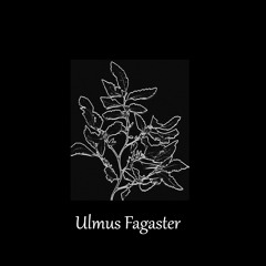 Ulmus Fagaster