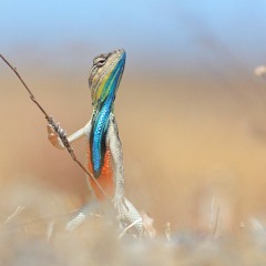 LaGuibole