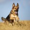 My German Shepherd