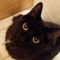 Mr. Midnight