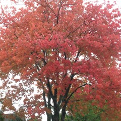 Wale - Beautiful Bliss (Instrumental)