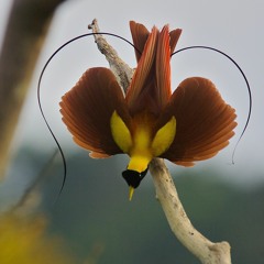 Paradigm Birds