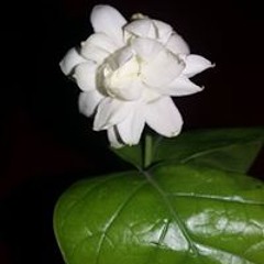 Aa
