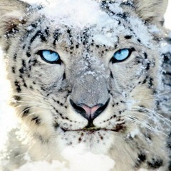 SnowLeopard