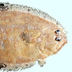 Flatfish