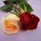 marwa ahmed