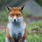Foxtox