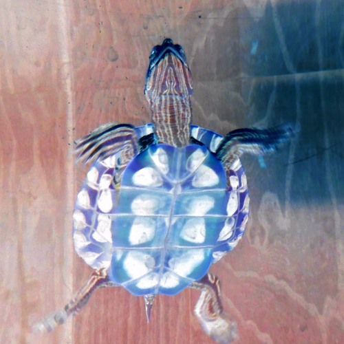 Early Turtle’s avatar