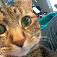 Ratface