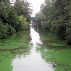 MazMok