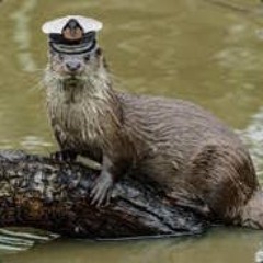 Admiral_Otter