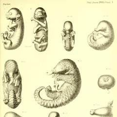 ZeBoube