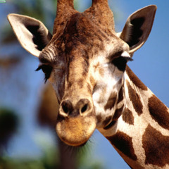 special_ giraffe