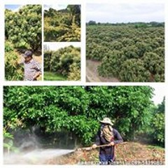 อิศม์เดช