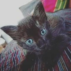 Crazy antty