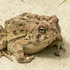 🐸