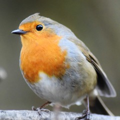 red-breast