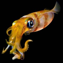 squidd