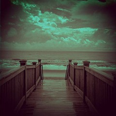 Ocean Forest