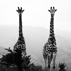 Les deux girafes