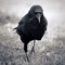 Crow No Logic