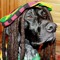 Rondog