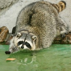 Wan