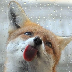 The Fire Fox