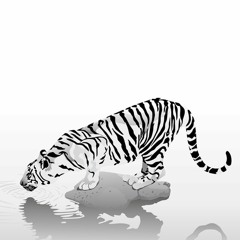 White Tiger