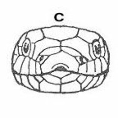 Fly Got Snake Head Records