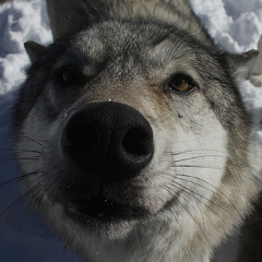 Robert Hayes (Brownie)