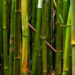 bamboo