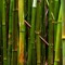 bamboo