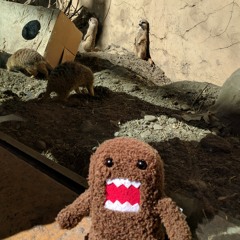 Domo guy