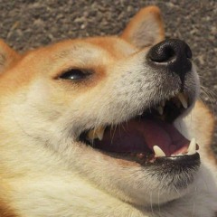 Doggo Man