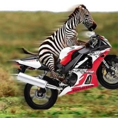 Zebra kattzon