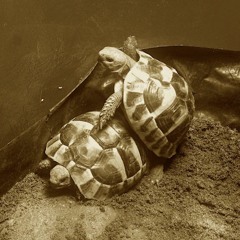 Tortoise Wedding