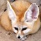 fennecfoxlover111