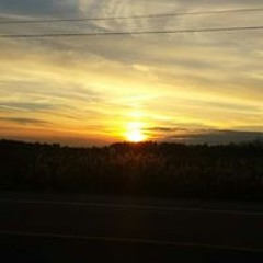 Skyfalconfox Tomczak