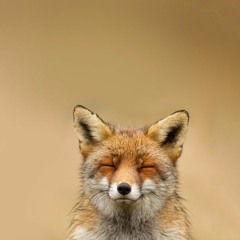 Foxiu