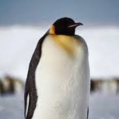 Papuh Pinguino